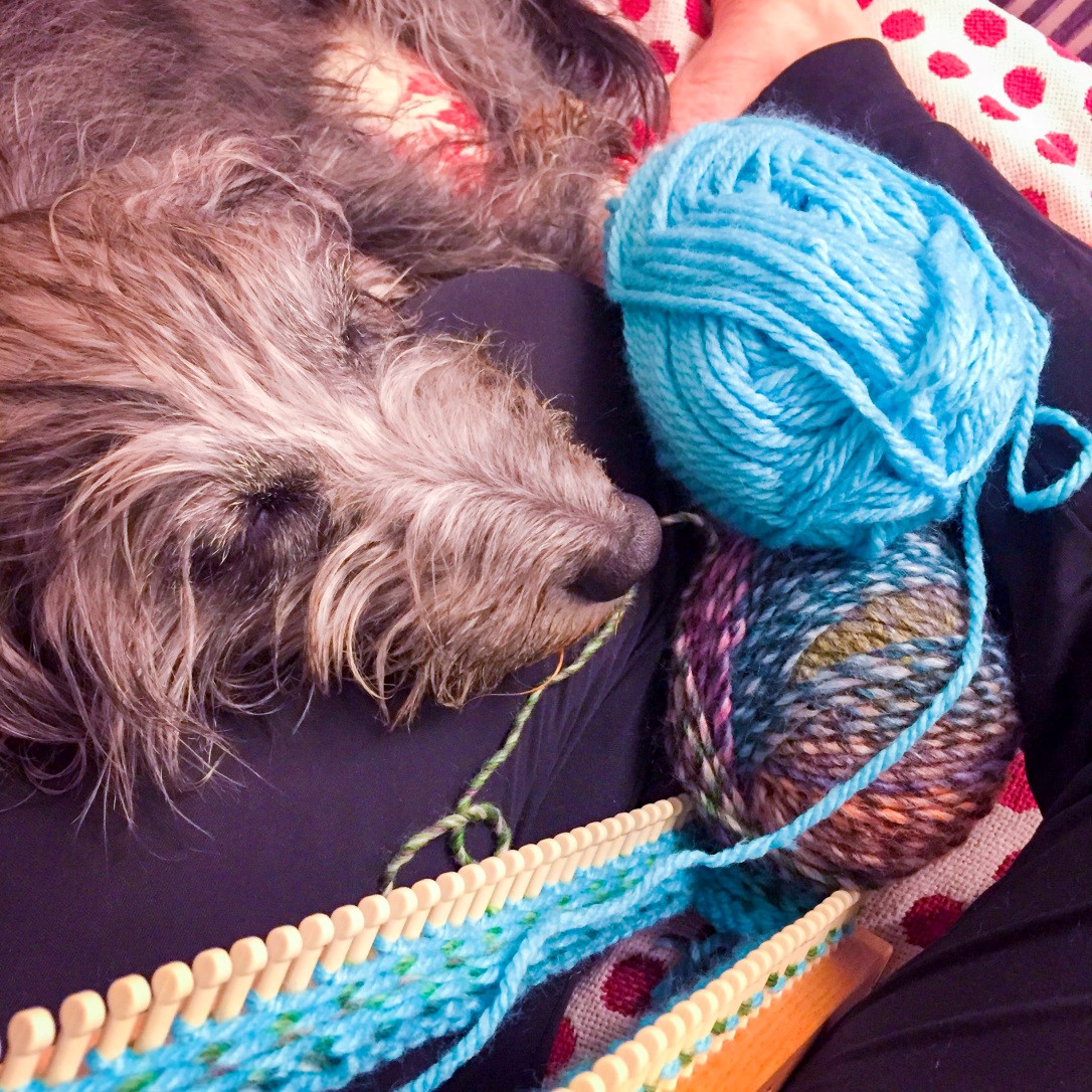 Jess the dog resting while I knit with Adriafil Zabrino